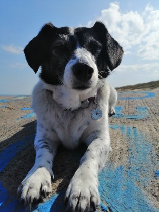 photo description: Harper Lee, a little white rescue dog with black spots, black nose, face and ears stares at the camera. She is stretched out on a rock with blue paint on. There is blue sky and clouds.